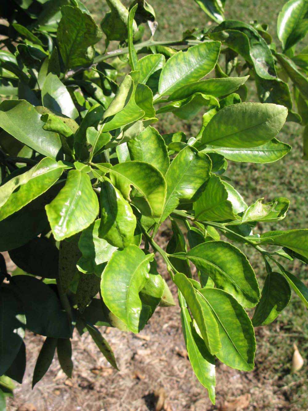              Sun leaves (Winter Haven, FL)       